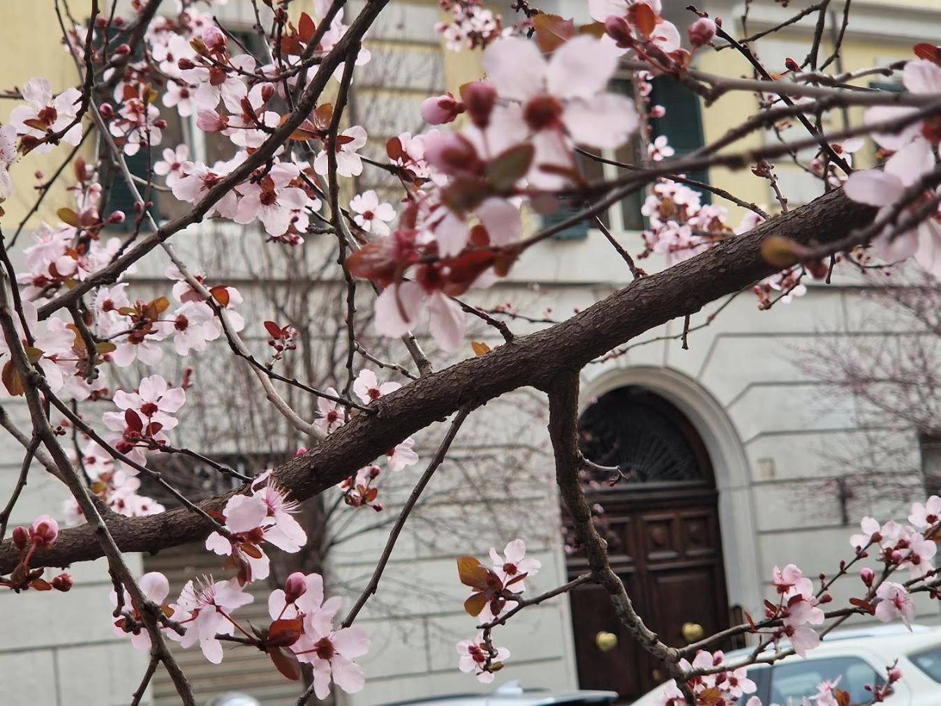 Appartamento Borsieri Roma